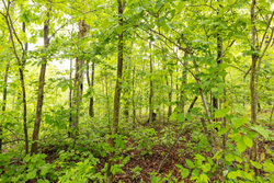 property photo for Stardust Estates Tract 37, 8.13 acres for sale in Reynolds County, Missouri