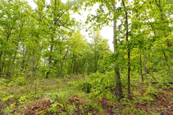 property photo for Stardust Estates Tract 37, 8.13 acres for sale in Reynolds County, Missouri