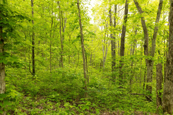 property photo for Stardust Estates Tract 5, 5.62 acres for sale in Reynolds County, Missouri