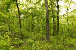 property photo for Stardust Estates Tract 5, 5.62 acres for sale in Reynolds County, Missouri