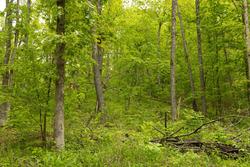 property photo for Stardust Estates Tract 5, 5.62 acres for sale in Reynolds County, Missouri
