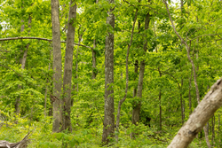 property photo for Stardust Estates Tract 6, 6.43 acres for sale in Reynolds County, Missouri