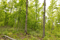 property photo for Stardust Estates Tract 6, 6.43 acres for sale in Reynolds County, Missouri
