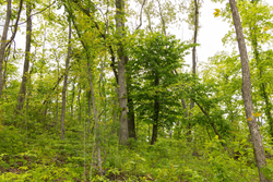 property photo for Stardust Estates Tract 6, 6.43 acres for sale in Reynolds County, Missouri