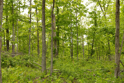 property photo for Stardust Estates Tract 6, 6.43 acres for sale in Reynolds County, Missouri