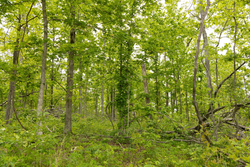 property photo for Stardust Estates Tract 6, 6.43 acres for sale in Reynolds County, Missouri