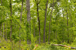 property photo for Stardust Estates Tract 6, 6.43 acres for sale in Reynolds County, Missouri