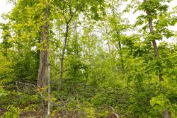 property photo for Stardust Estates Tract 6, 6.43 acres for sale in Reynolds County, Missouri