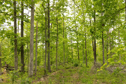 property photo for Stardust Estates Tract 6, 6.43 acres for sale in Reynolds County, Missouri