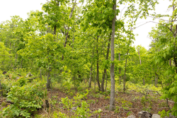 property photo for Stardust Estates Tract 7, 6.88 acres for sale in Reynolds County, Missouri