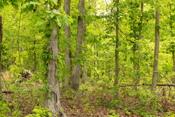 property photo for Stardust Estates Tract 7, 6.88 acres for sale in Reynolds County, Missouri