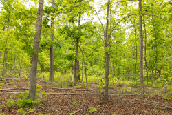 property photo for Stardust Estates Tract 7, 6.88 acres for sale in Reynolds County, Missouri