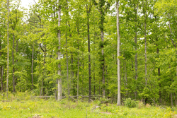 property photo for Stardust Estates Tract 7, 6.88 acres for sale in Reynolds County, Missouri