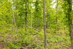 property photo for Stardust Estates Tract 7, 6.88 acres for sale in Reynolds County, Missouri