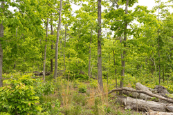 property photo for Stardust Estates Tract 7, 6.88 acres for sale in Reynolds County, Missouri