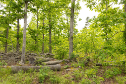 property photo for Stardust Estates Tract 7, 6.88 acres for sale in Reynolds County, Missouri