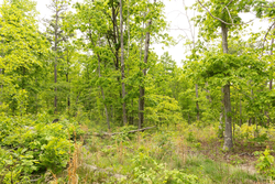 property photo for Stardust Estates Tract 7, 6.88 acres for sale in Reynolds County, Missouri