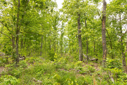 property photo for Stardust Estates Tract 9, 5.87 acres for sale in Reynolds County, Missouri