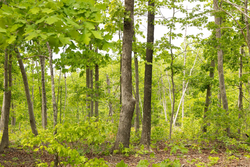 property photo for Stardust Estates Tract 9, 5.87 acres for sale in Reynolds County, Missouri