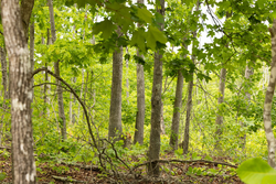 property photo for Stardust Estates Tract 9, 5.87 acres for sale in Reynolds County, Missouri