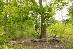 property photo for Stardust Estates Tract 9, 5.87 acres for sale in Reynolds County, Missouri