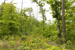 property photo for Stardust Estates Tract 9, 5.87 acres for sale in Reynolds County, Missouri