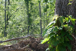 property photo for Blue Sky Ranch Tract 5, 26.21 acres for sale in Shannon County, Missouri