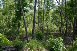 property photo for Blue Sky Ranch Tract 5, 26.21 acres for sale in Shannon County, Missouri