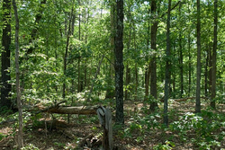 property photo for Blue Sky Ranch Tract 5, 26.21 acres for sale in Shannon County, Missouri