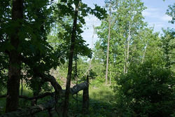 property photo for Blue Sky Ranch Tract 5, 26.21 acres for sale in Shannon County, Missouri