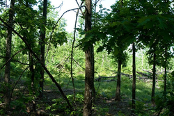 property photo for Blue Sky Ranch Tract 5, 26.21 acres for sale in Shannon County, Missouri