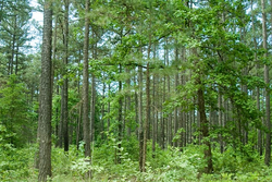 property photo for Blue Sky Ranch Tract 5, 26.21 acres for sale in Shannon County, Missouri