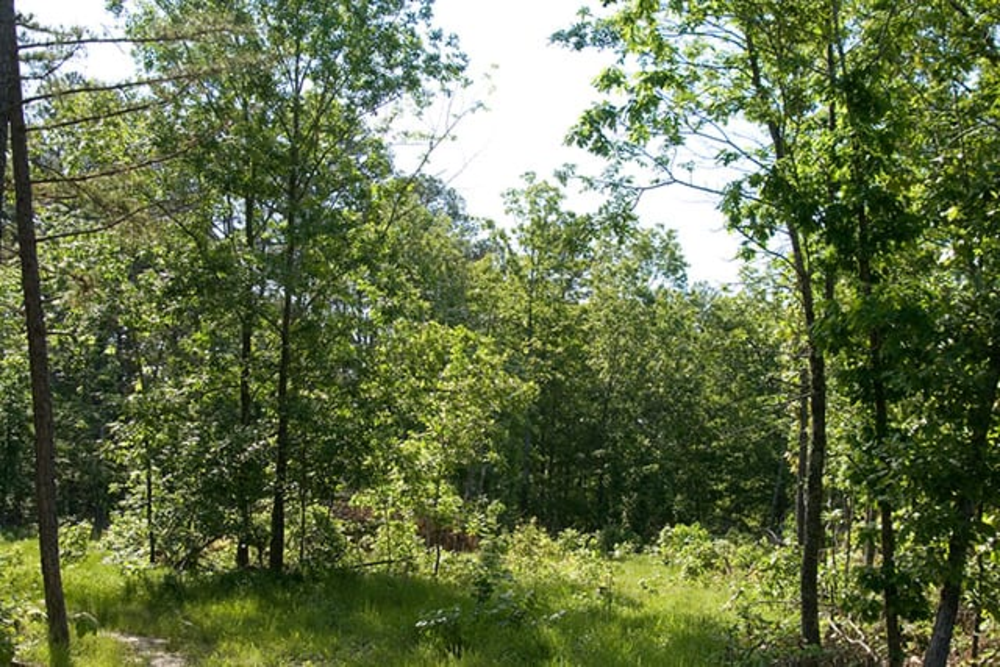 26.21 acre rural land tract for sale at Blue Sky Ranch Tract 5 in Shannon County, Missouri