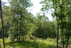 property photo for Blue Sky Ranch Tract 5, 26.21 acres for sale in Shannon County, Missouri