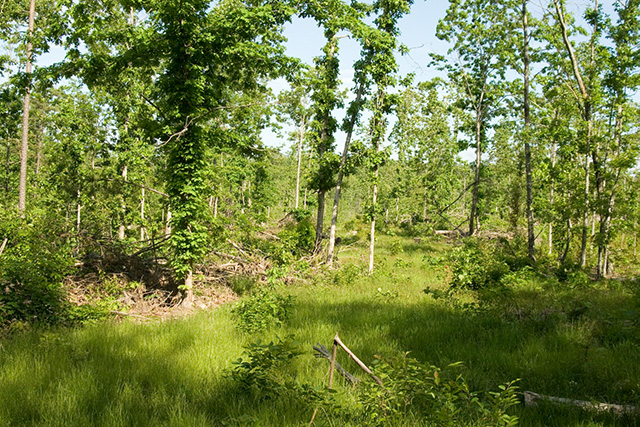 Tract 7 at Blue Sky Ranch in Shannon County, Missouri