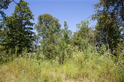 property photo for Borgmanns Hollow Phase III Tract 73, 18.09 acres for sale in Shannon County, Missouri