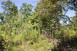 property photo for Borgmanns Hollow Phase III Tract 73, 18.09 acres for sale in Shannon County, Missouri