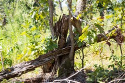 property photo for Borgmanns Hollow Phase III Tract 73, 18.09 acres for sale in Shannon County, Missouri