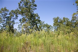 property photo for Borgmanns Hollow Phase III Tract 73, 18.09 acres for sale in Shannon County, Missouri