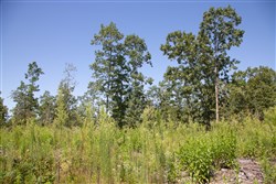 property photo for Borgmanns Hollow Phase III Tract 73, 18.09 acres for sale in Shannon County, Missouri