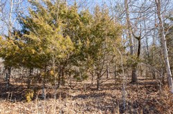 property photo for Oconnor Crossing Tract 23, 14.5 acres for sale in Shannon County, Missouri