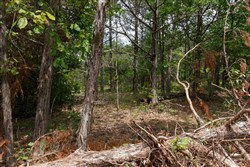 property photo for Wild Wood Tract 18, 10.02 acres for sale in Taney County, Missouri