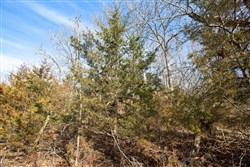 property photo for Forest Hill Tract 13, 5.35 acres for sale in Texas County, Missouri