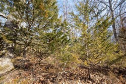 property photo for Forest Hill Tract 13, 5.35 acres for sale in Texas County, Missouri