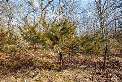 property photo for Forest Hill Tract 13, 5.35 acres for sale in Texas County, Missouri