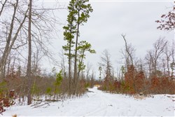 property photo for Sleepy Hollow Phase I Tract 11, 7.81 acres for sale in Texas County, Missouri
