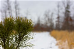 property photo for Sleepy Hollow Phase I Tract 11, 7.81 acres for sale in Texas County, Missouri