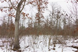 property photo for Sleepy Hollow Phase I Tract 11, 7.81 acres for sale in Texas County, Missouri