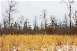 property photo for Sleepy Hollow Phase I Tract 11, 7.81 acres for sale in Texas County, Missouri