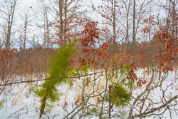 property photo for Sleepy Hollow Phase I Tract 15, 6.72 acres for sale in Texas County, Missouri
